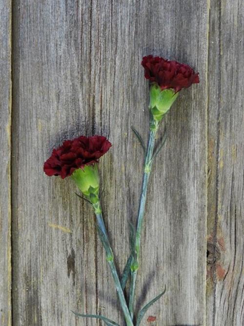 BURGUNDY CARNATIONS